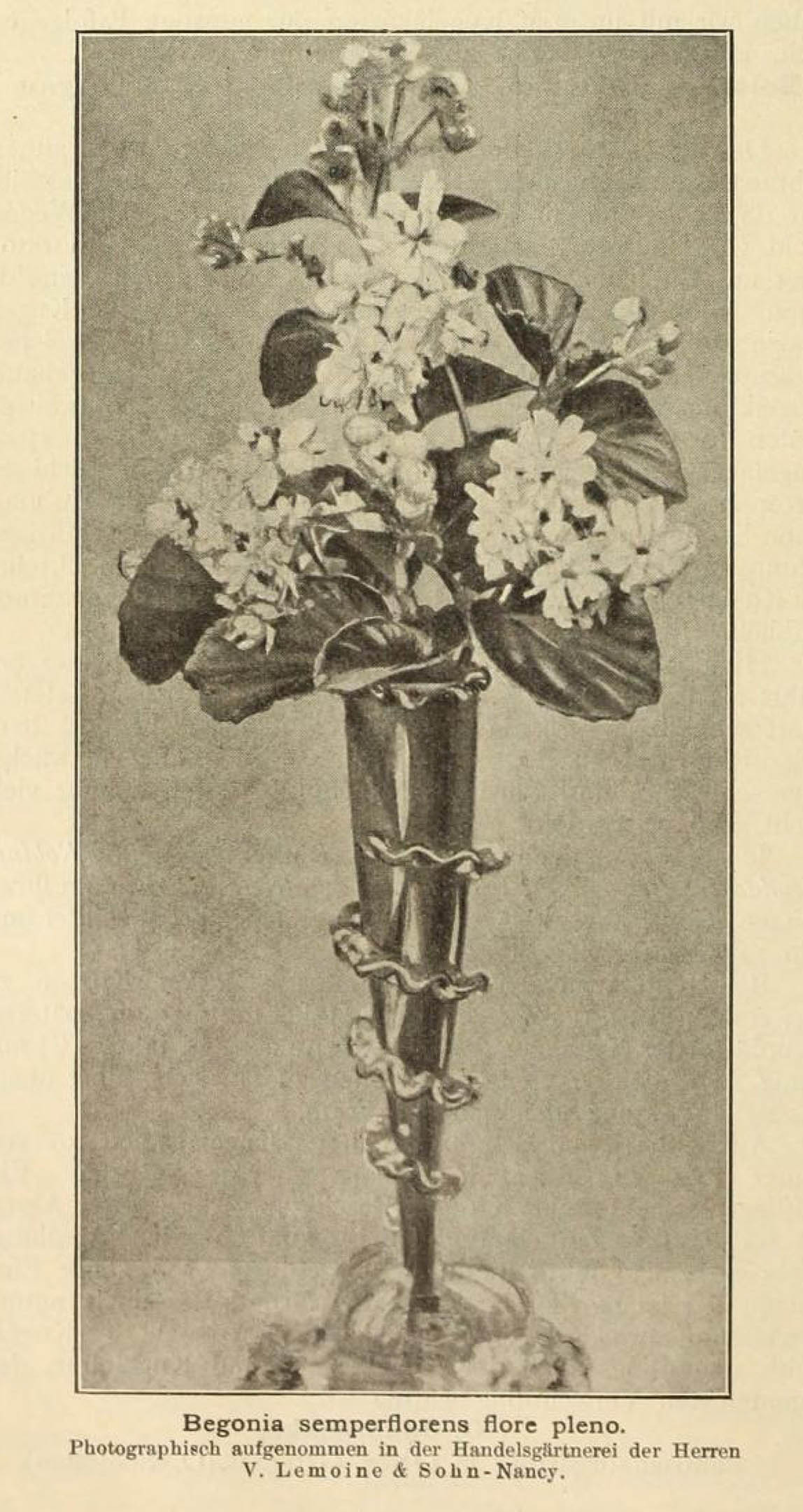 B. ‘Flore-Pleno’